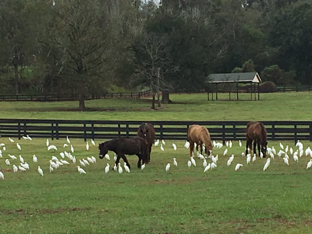 florida.horses.graze.egrets