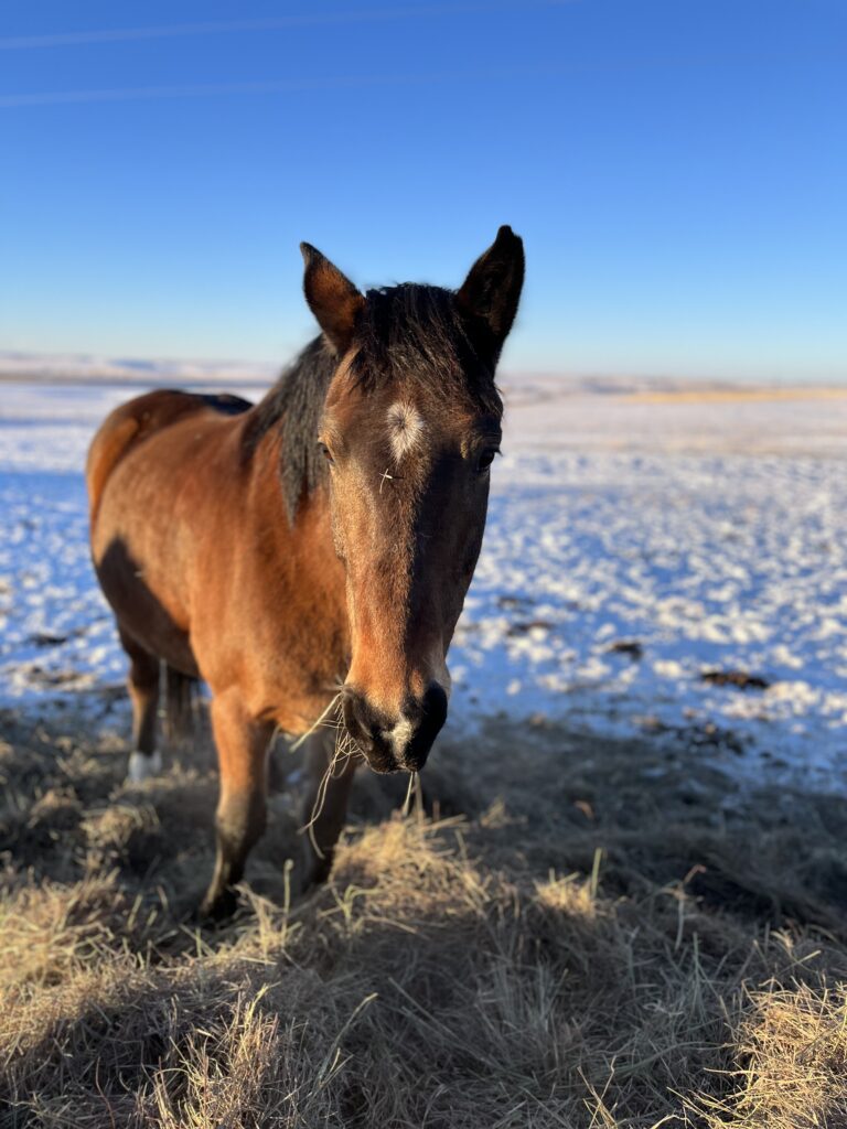 map.horse.hay