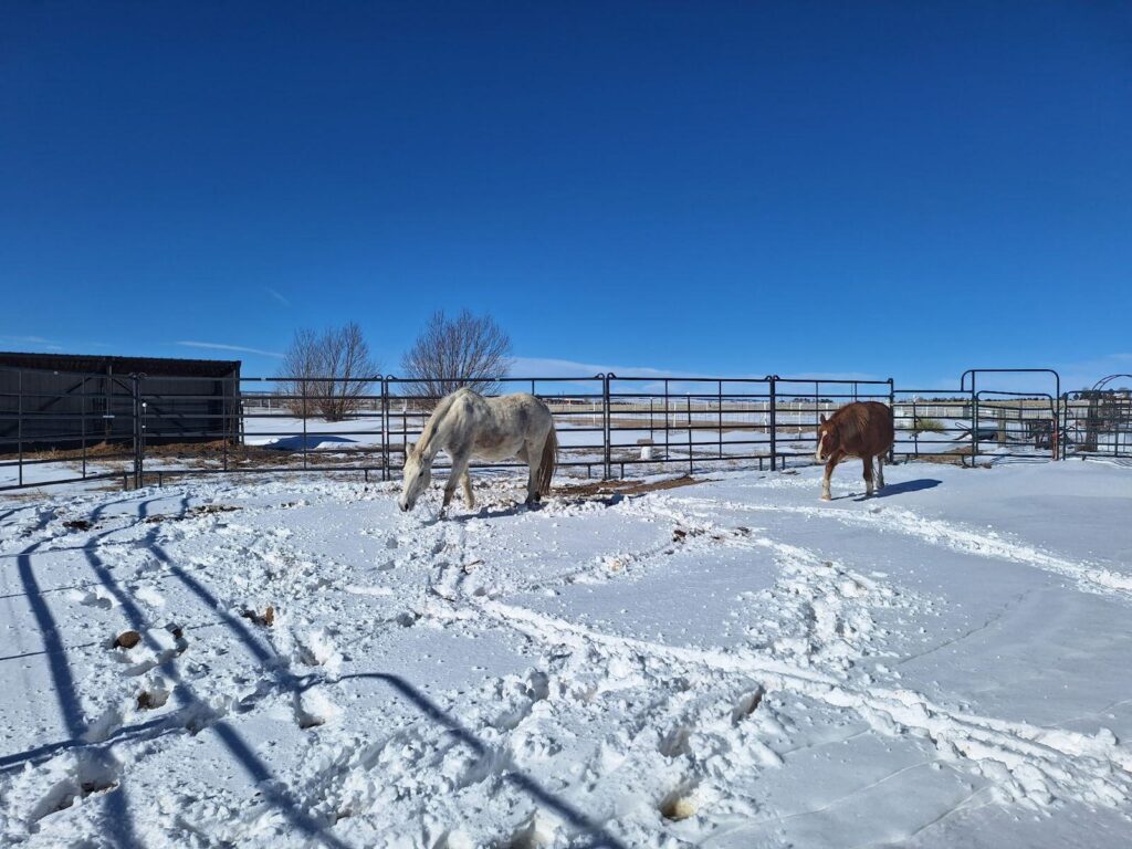 grayson.honey.snow.jan2025
