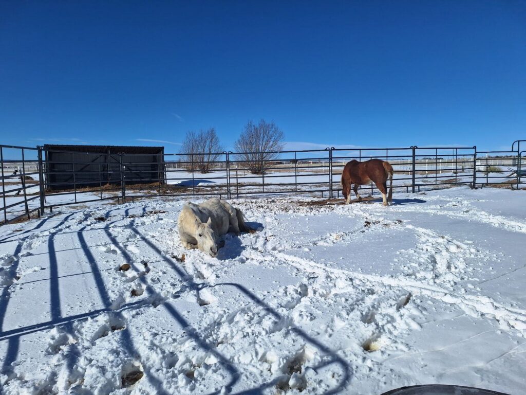 grayson.honey.snow.turnout.2025