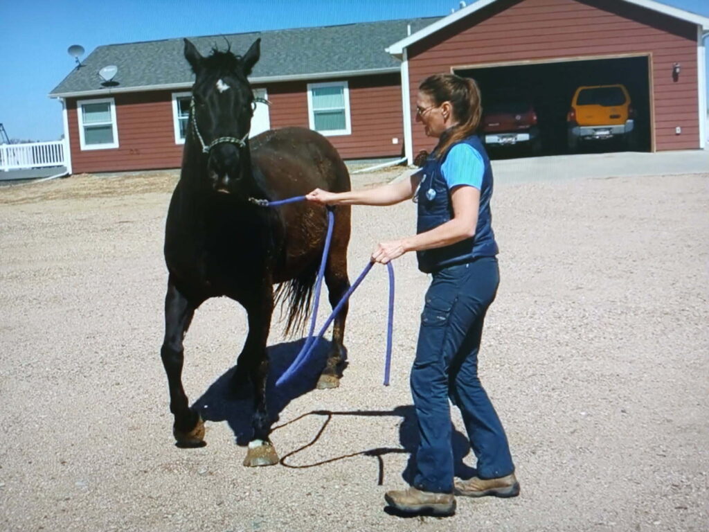 Graham.vet.apr2025