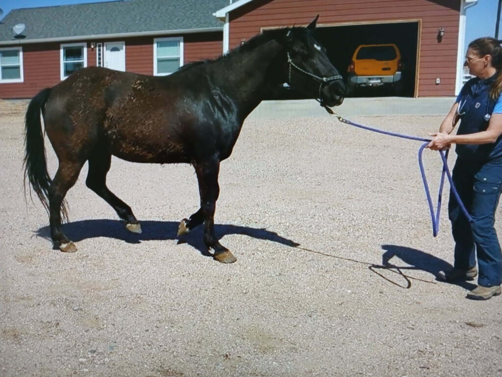 Graham.vet.eval.apr2025