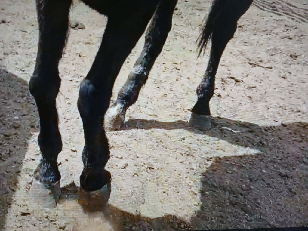 Genie.legs.apr2025
