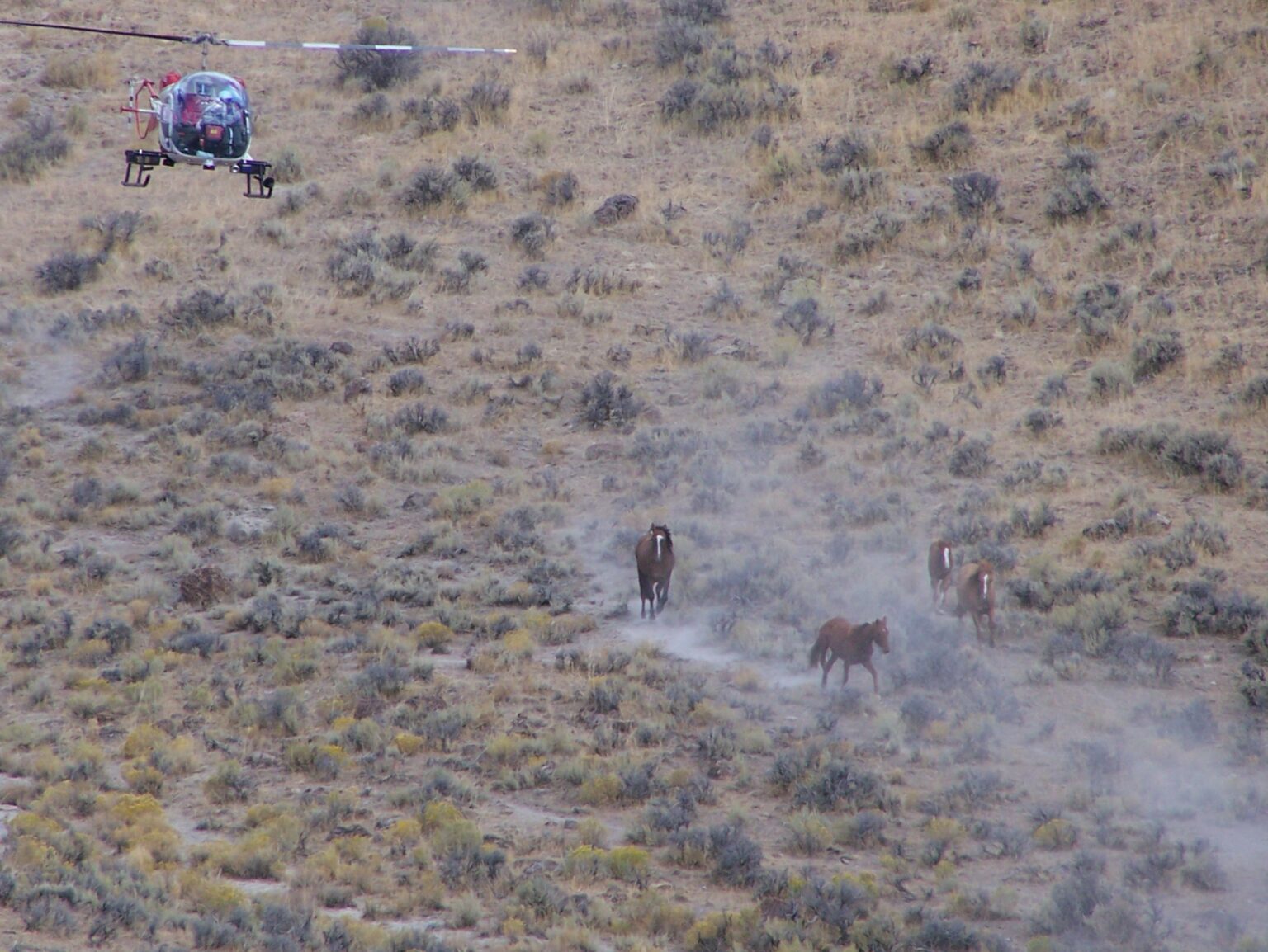 Save the Wild Horses Archives - Front Range Equine Rescue