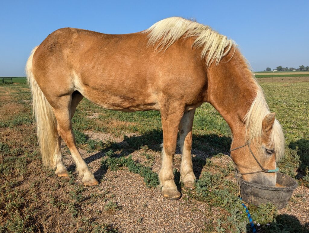 Blondie.pasture.vetck.2025