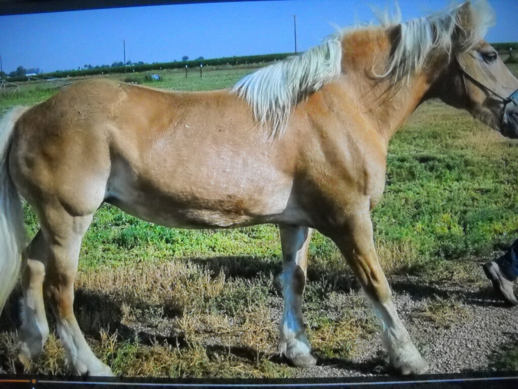 Blondie.rt.front.lameness.2025