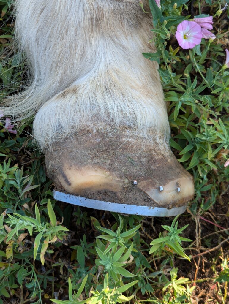 Blondie.rt.front.shoe