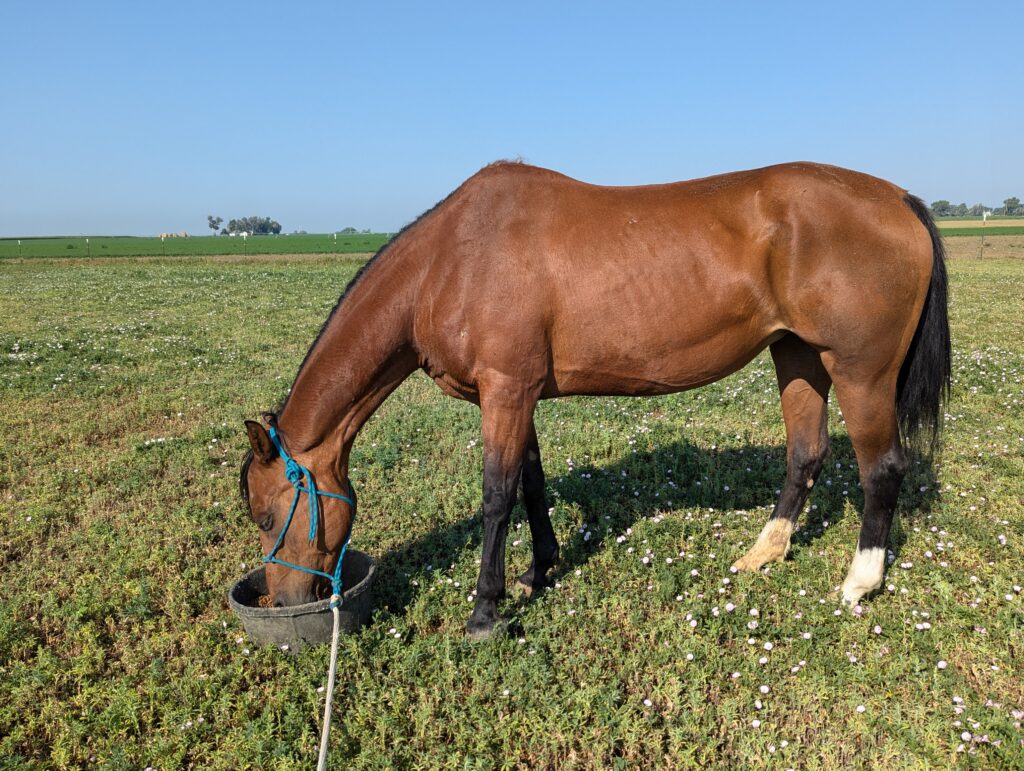 Callie.field.jul2025