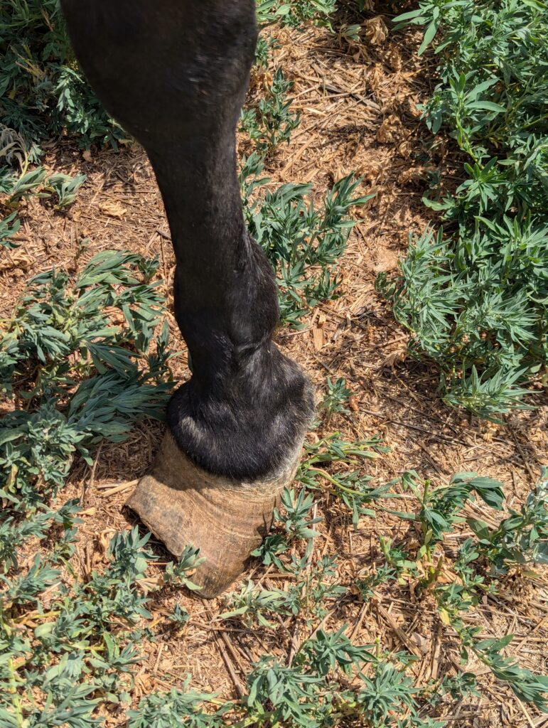 Callie.left.front.jul2025
