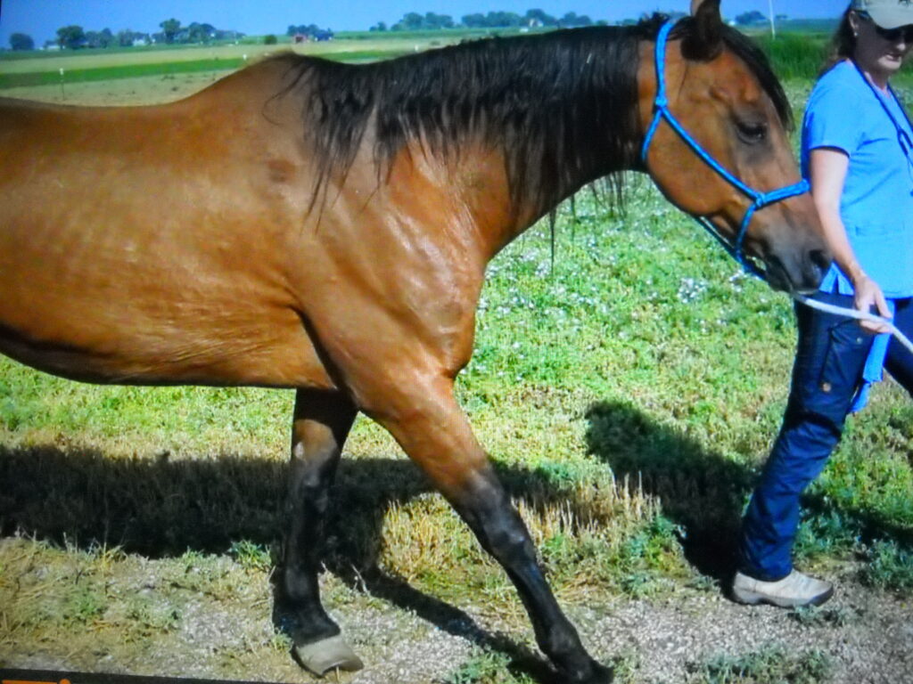 Callie.left.front.walking.2025