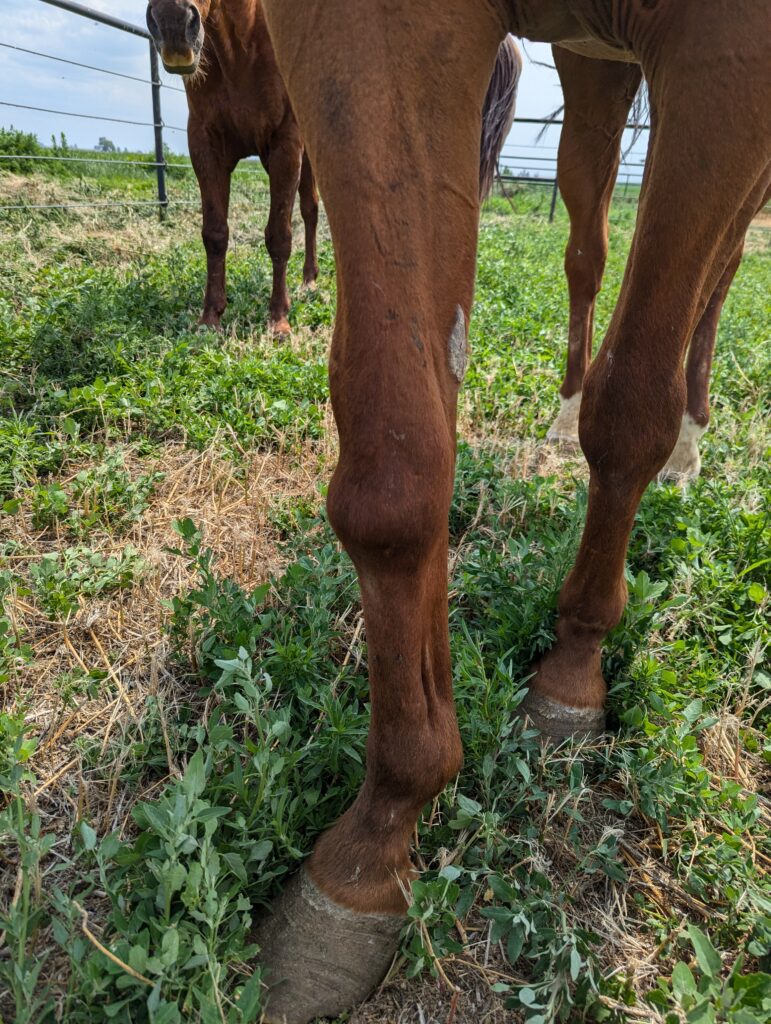 Declan.front.legs.july2025