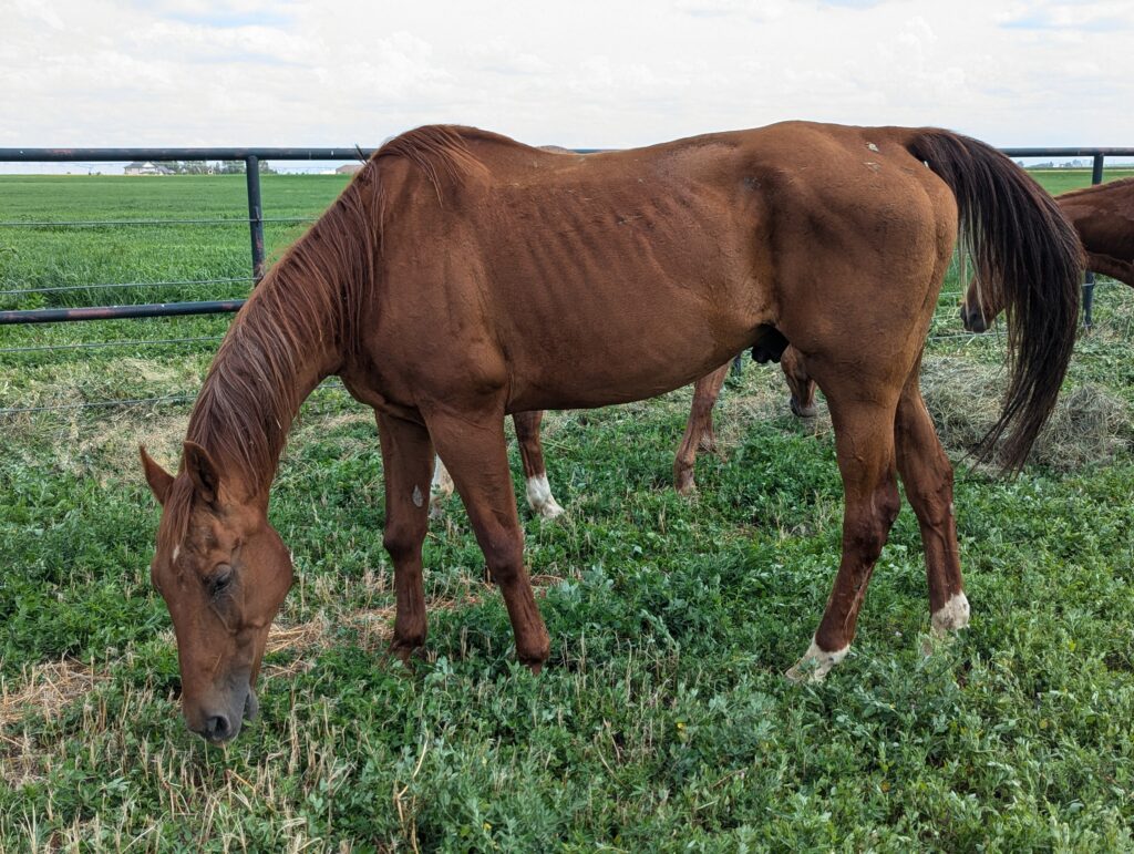 Declan.grazing.july2025