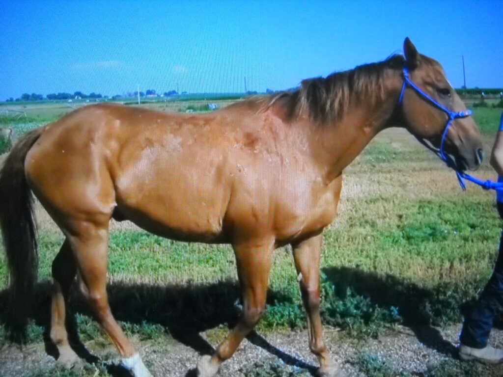 Gideon.july2025.lameness.exam