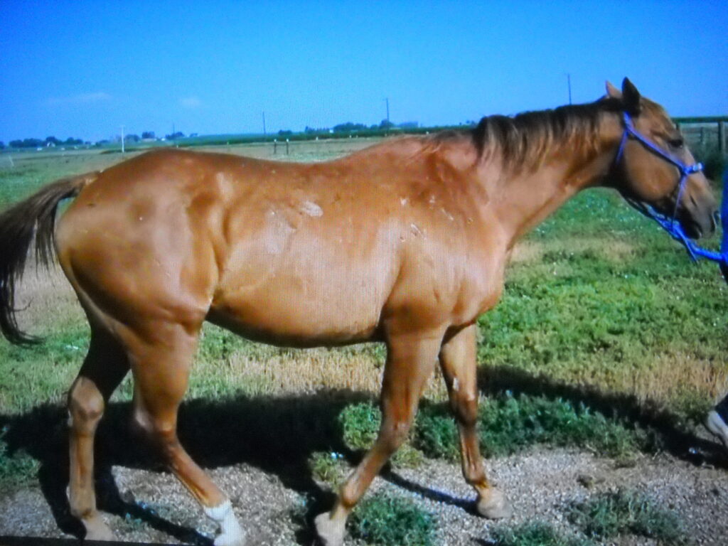 Gideon.vet.ck.jul2025