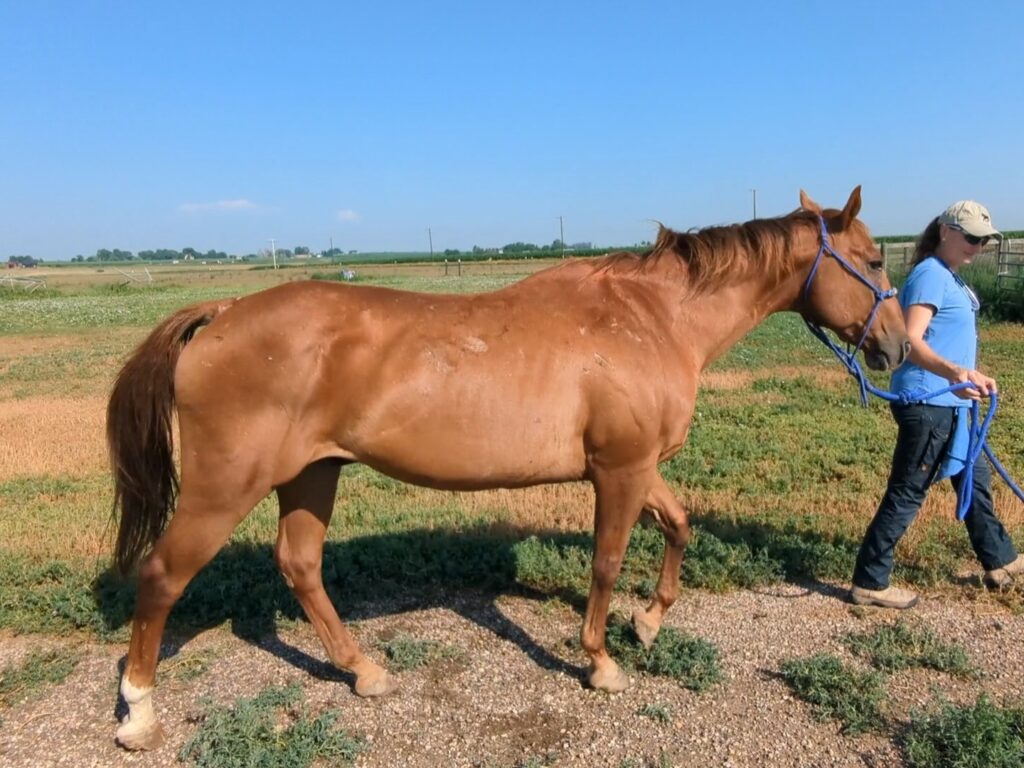 Gideon.vet.ck.july2025
