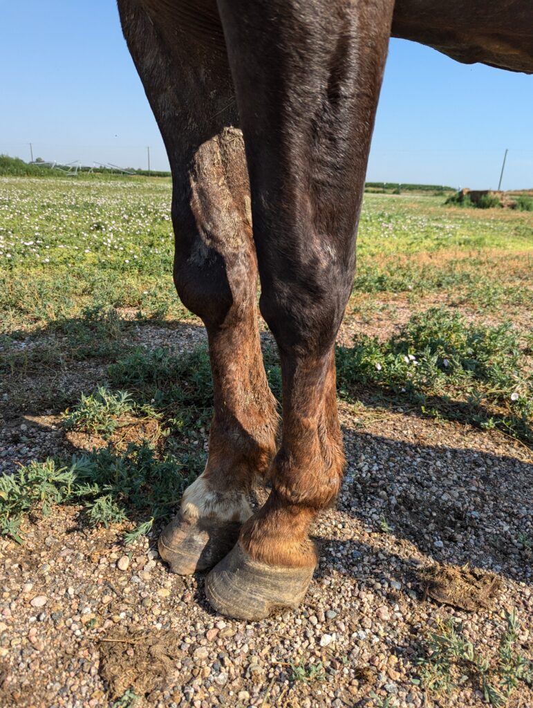 Gus.front.legs.jul2025