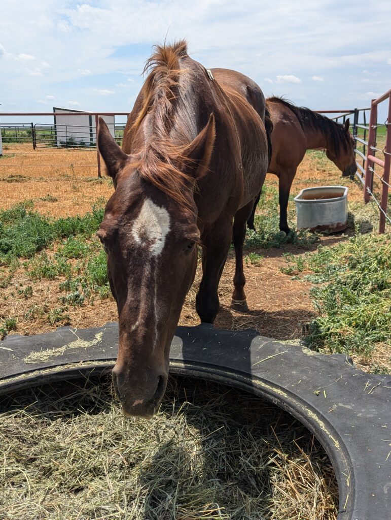 Gus.hay.feeder.july2025