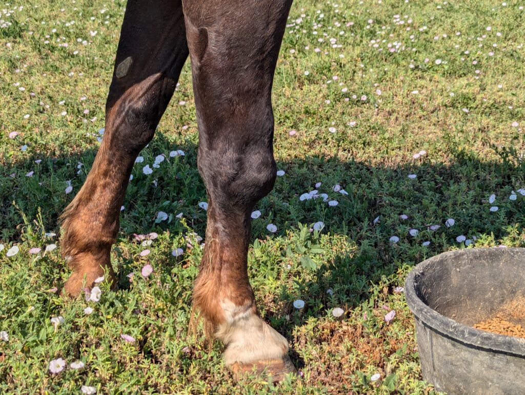 Gus.right.frontleg