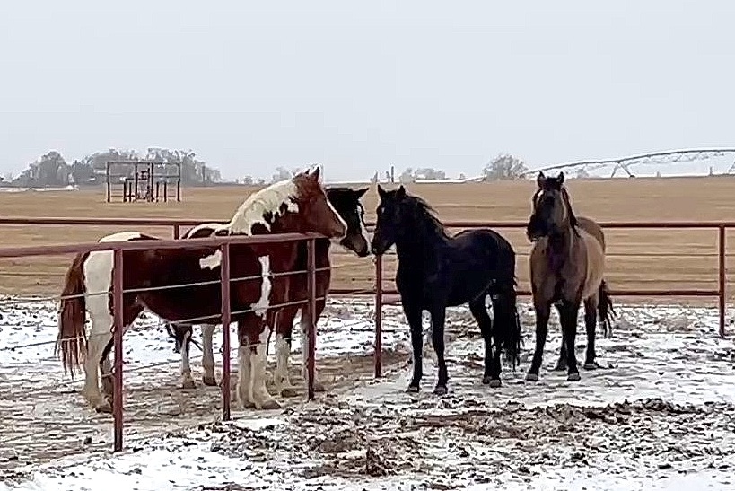 Red.lilla.sarabi.simba.jan2026