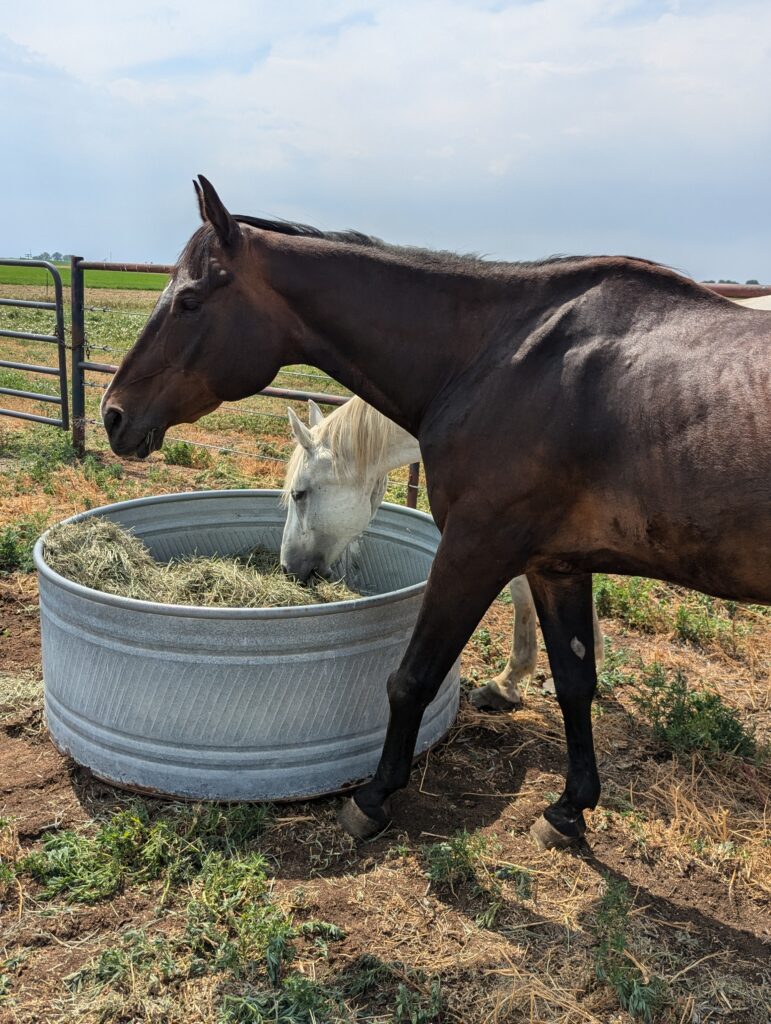 River.hay.feeder.jul2025