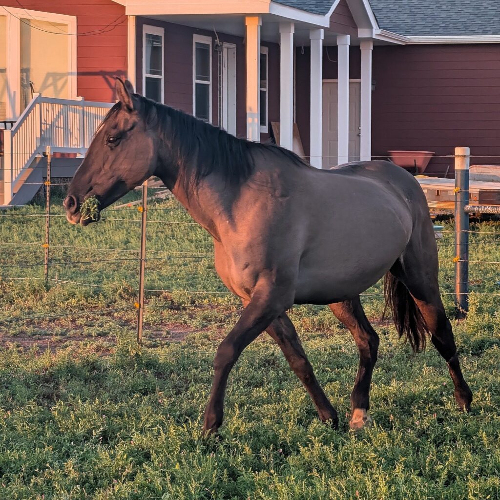 Sarabi.grazing.aug2026