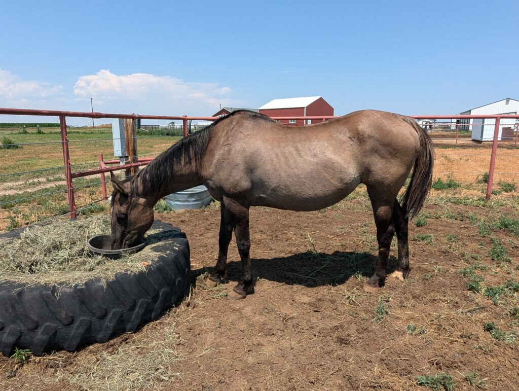 Sarabi.hay.feeder.jul2025