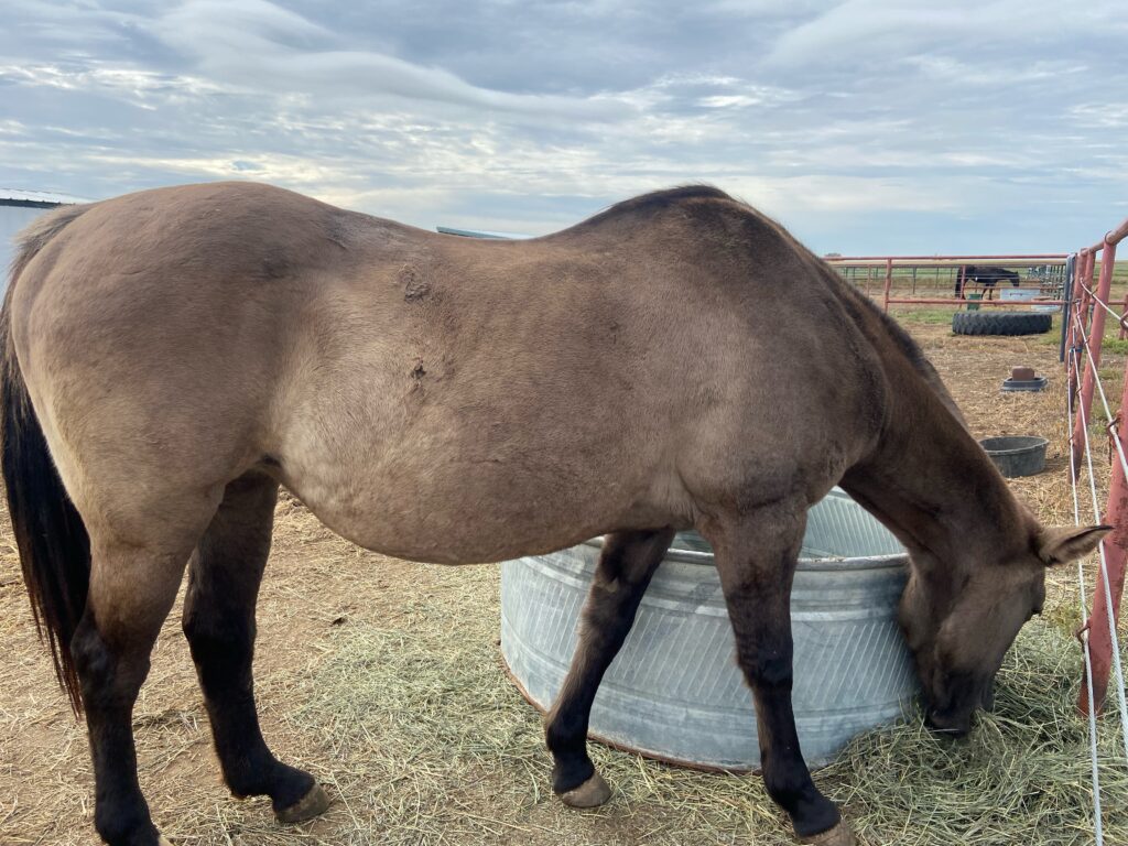 Sarabi - Colorado Rescue Horse In Assessment - Front Range Equine Rescue
