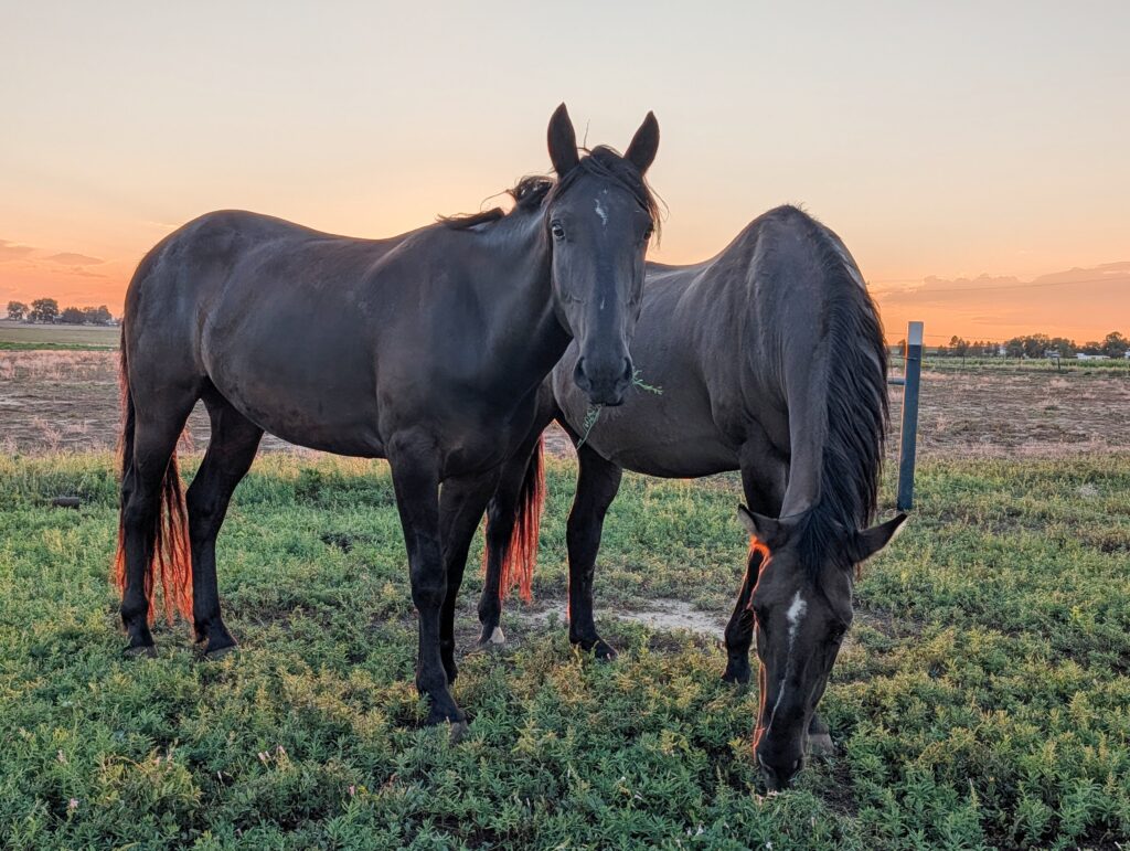 Simba.Sarabi.grazing.aug2026
