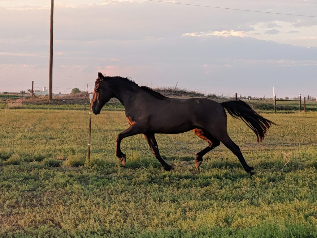 Simba.trotting.aug2026