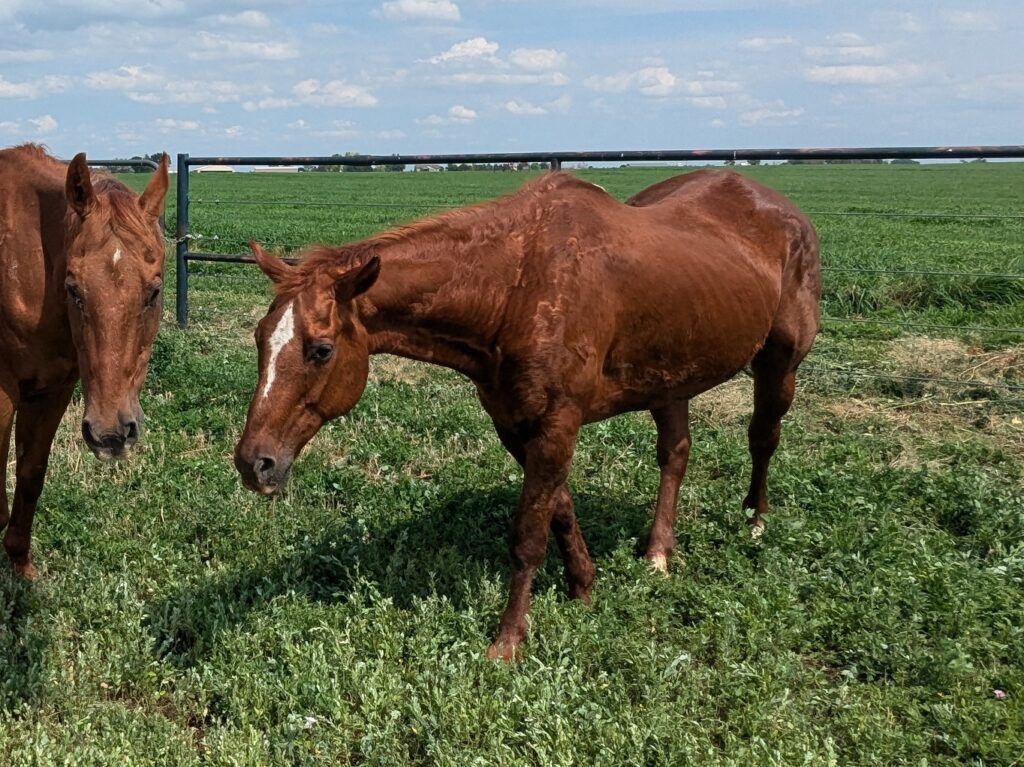 Stella.declan.field.jul2025