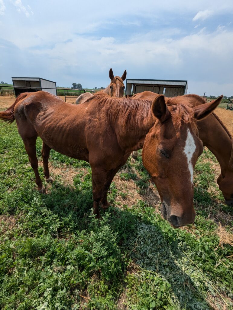 Stella.emaciated.jul2025