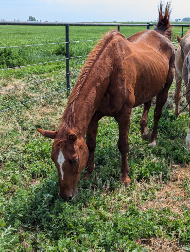 Stella.grazing.2025