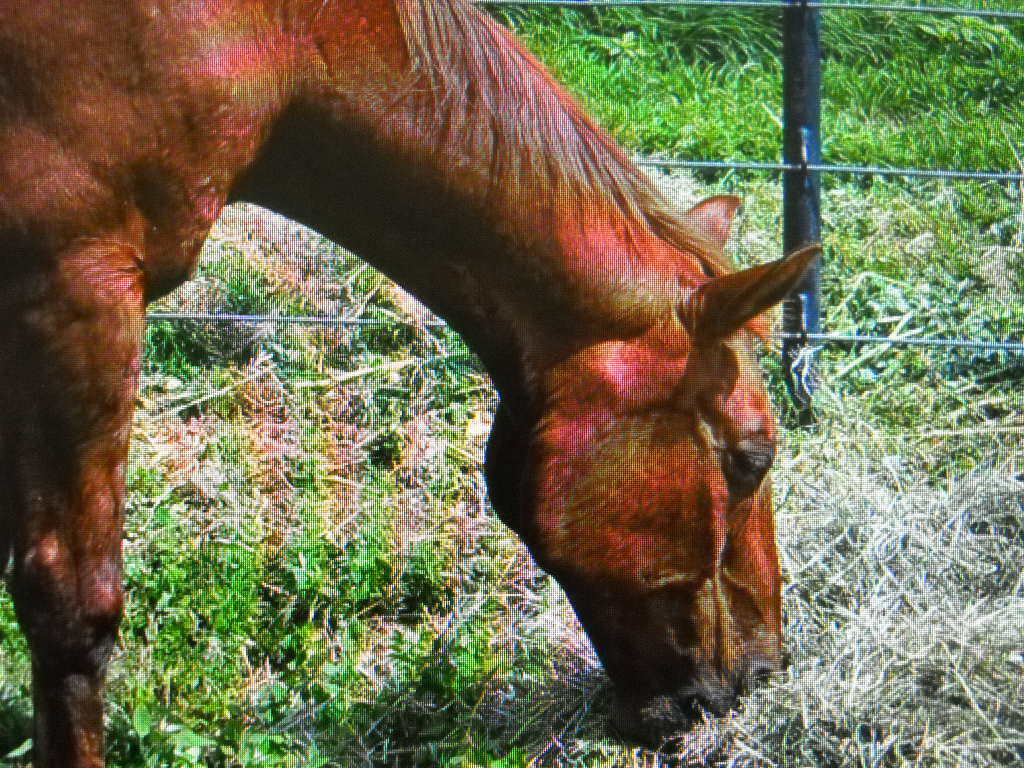 Stella.hay.2025