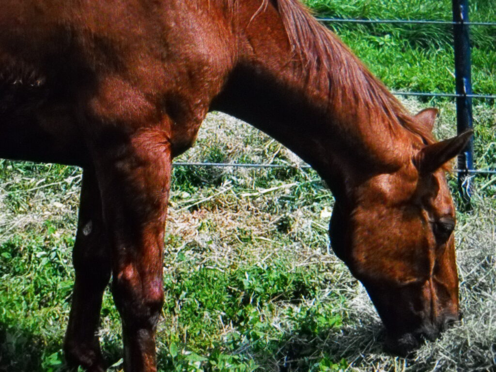 Stella.hay.pile.jul2025