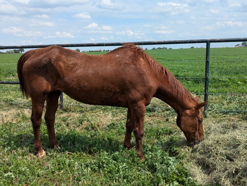 Stella.hay.turnout.jul2025