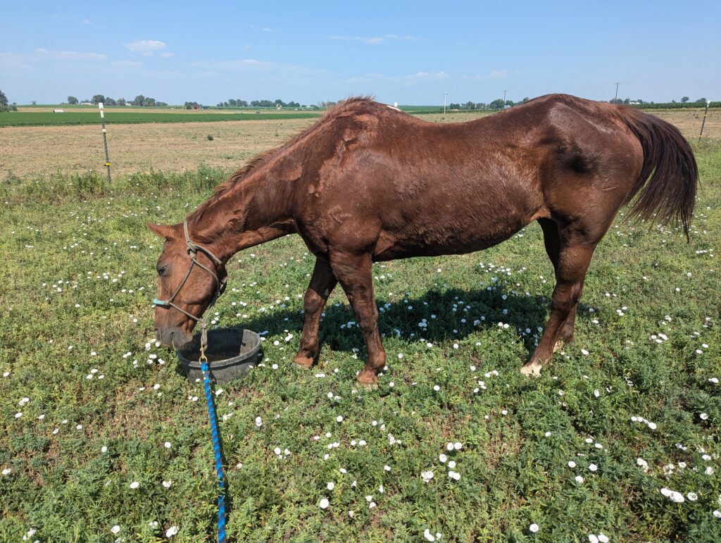 Stella.vet.ck.day.jul2025