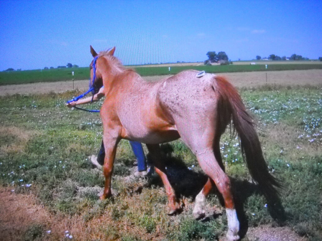 Tegan.vet.ck.jul2025