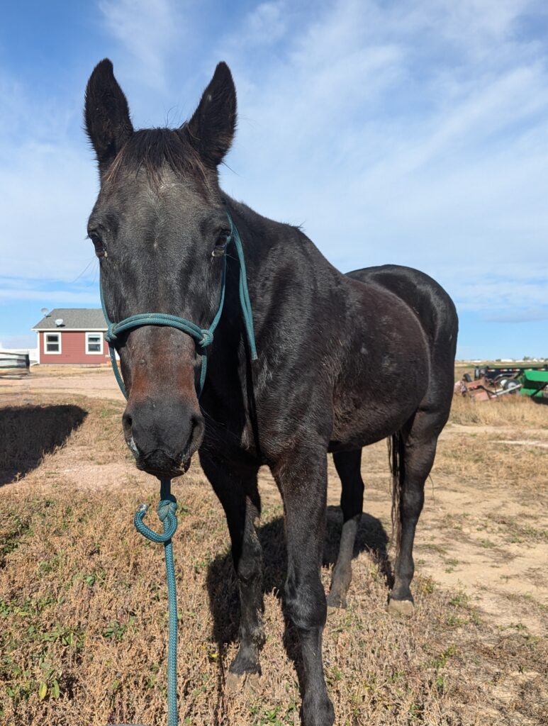 Adelle.post.rescue