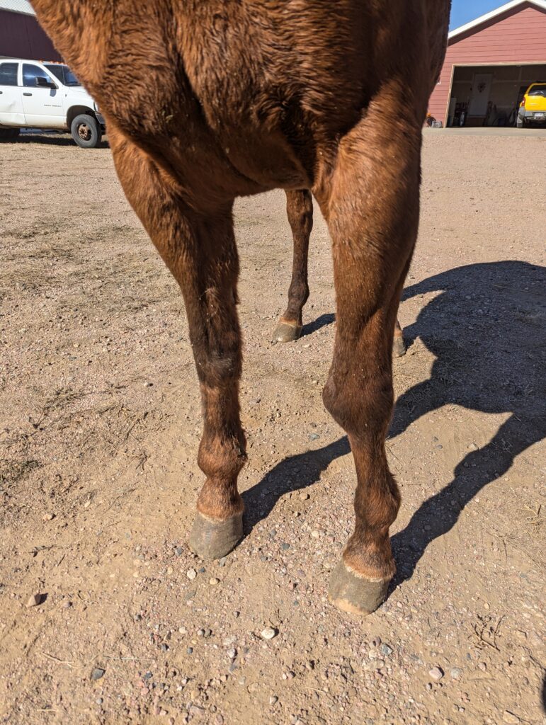 Elsa.damaged.front.legs.2025