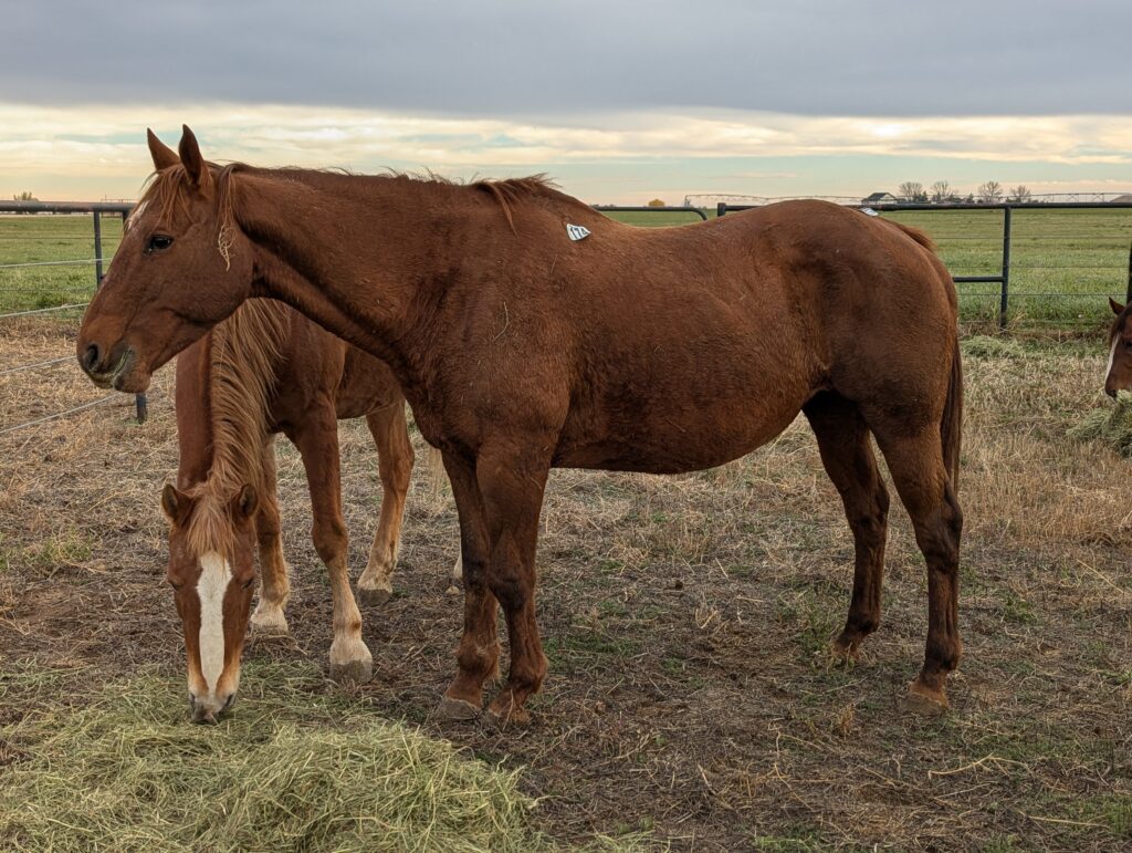 Elsa.hay.turnout.area.oct2025