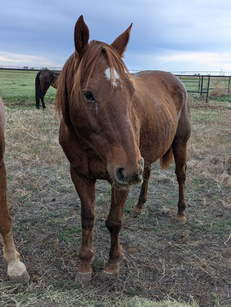 Elsa - Colorado Rescue Horse In Assessment - Front Range Equine Rescue