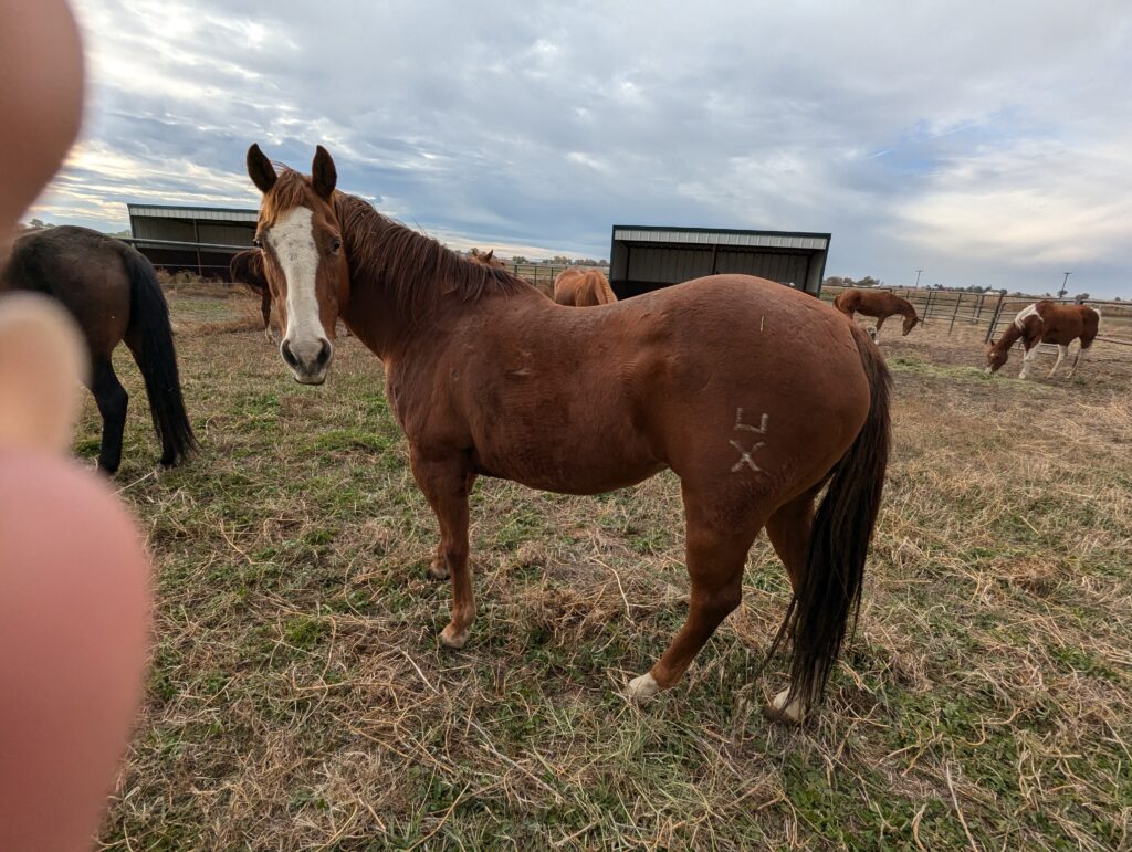 Georgina.post.rescue.oct2025