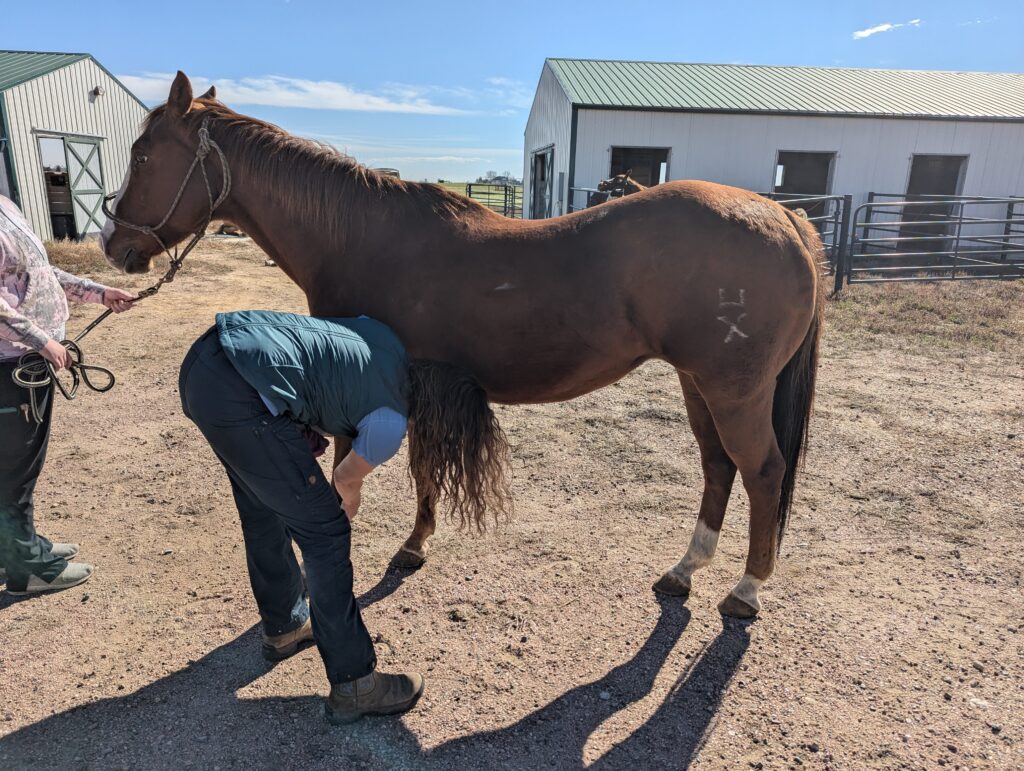 Georgina.vet.check.oct2025
