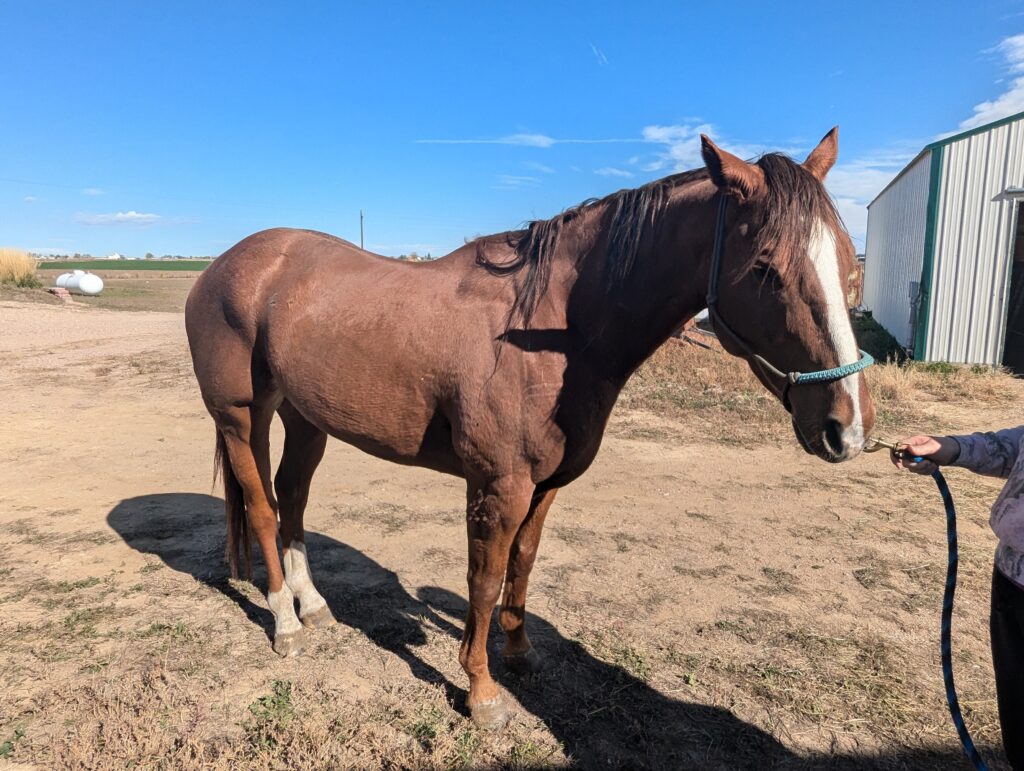 Hendrix.post.rescue.oct2025