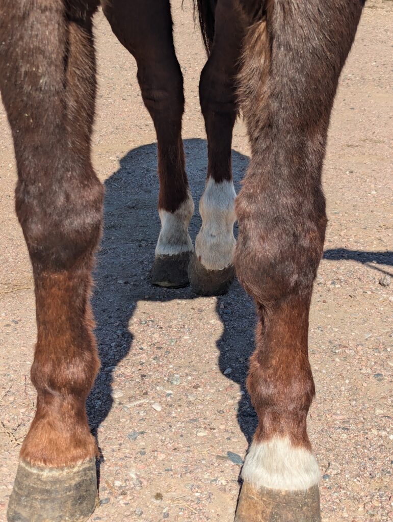 Laurel.front.legs.oct2025