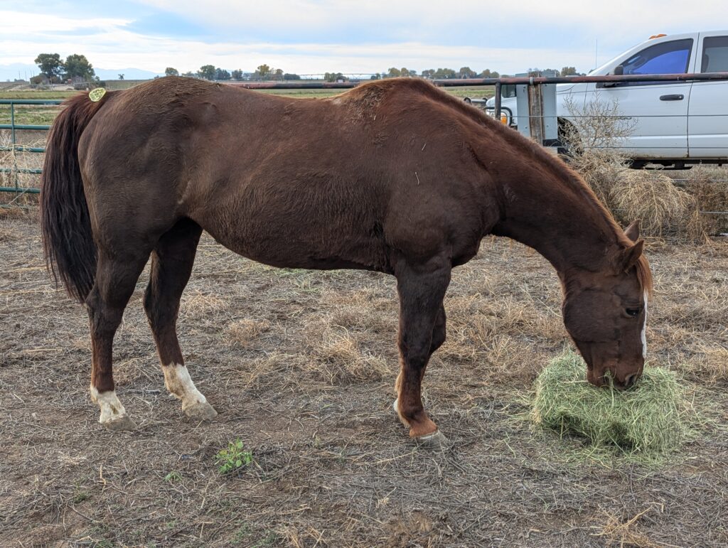 Laurel.hay.pen.oct2025