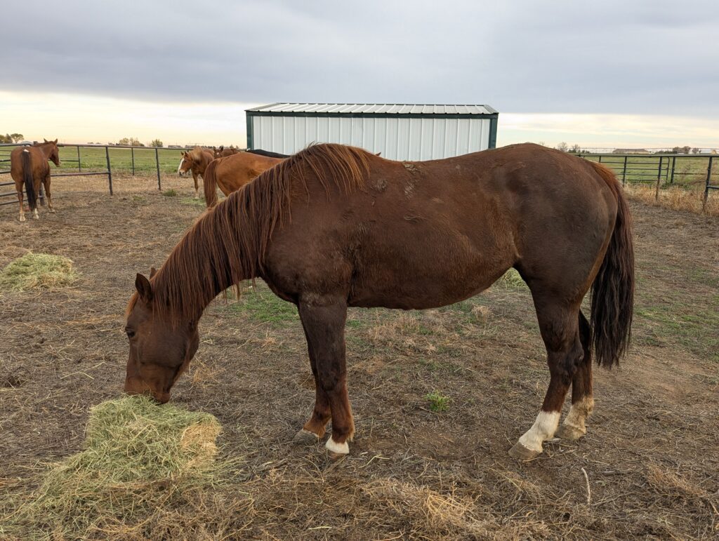 Laurel.turn.out.hay.oct2025