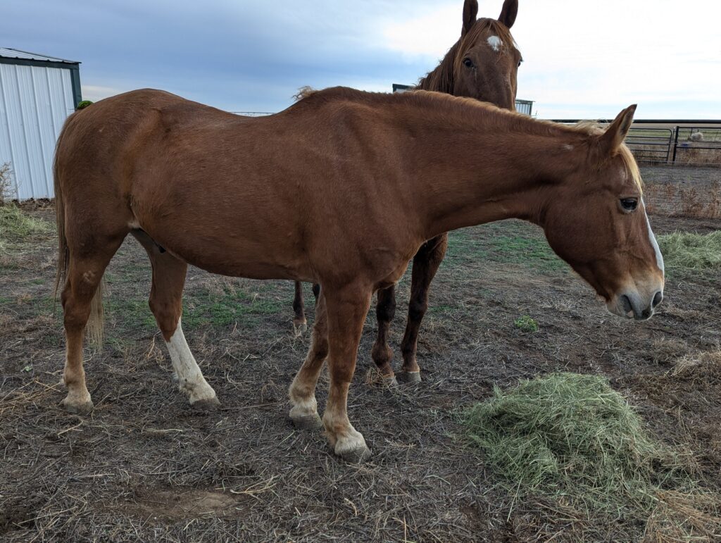 Max.grazing.pen.oct2025