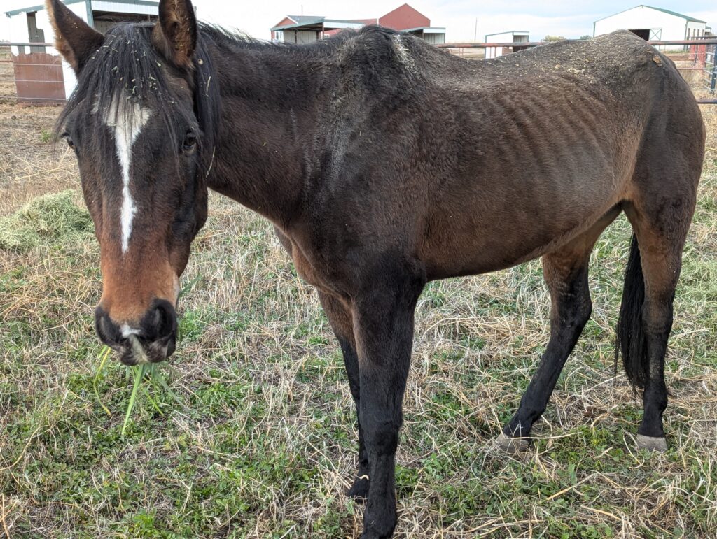 Nina.post.rescue.oct2025