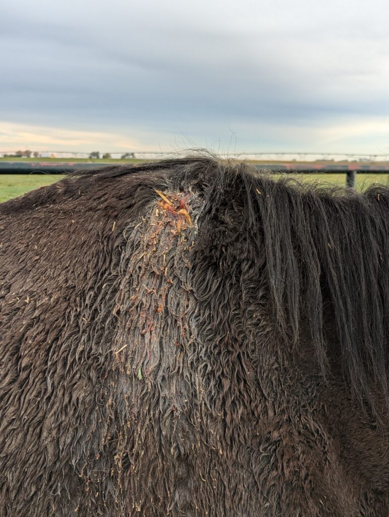 Nina.withers.abscess